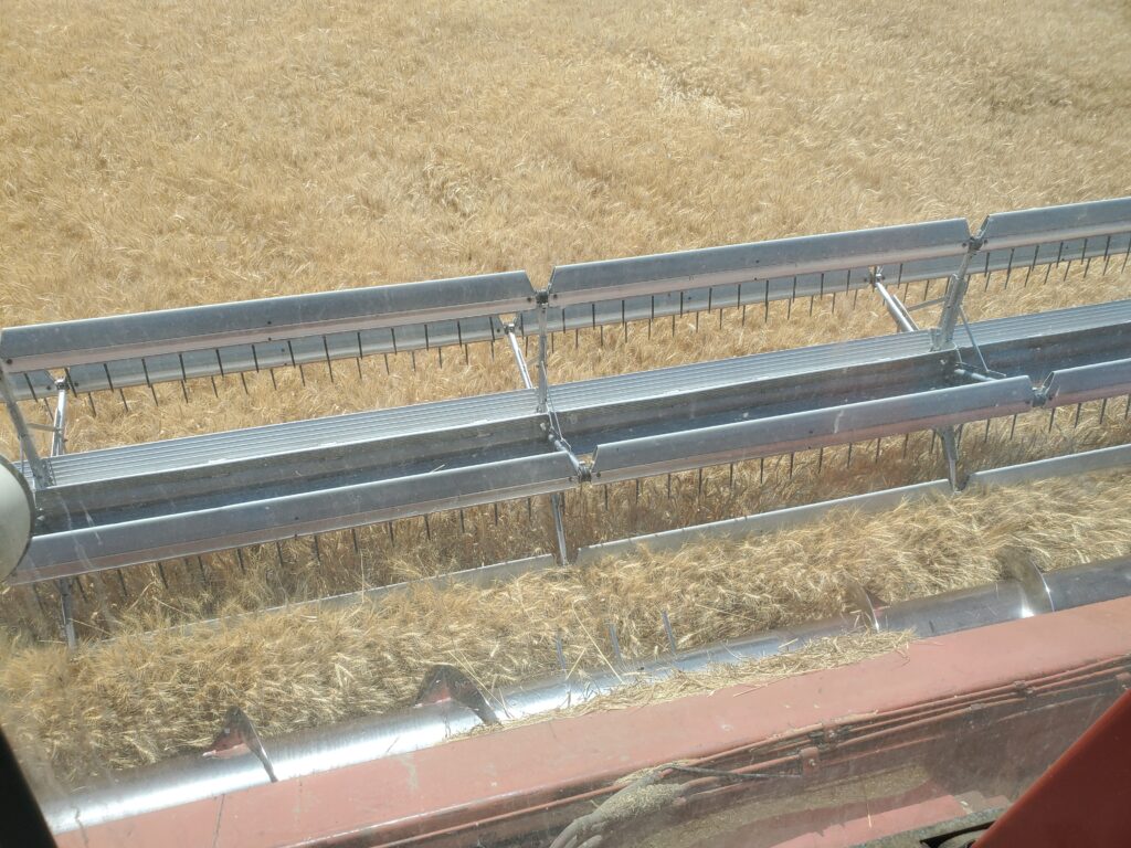 Blades of combine threshing wheat.