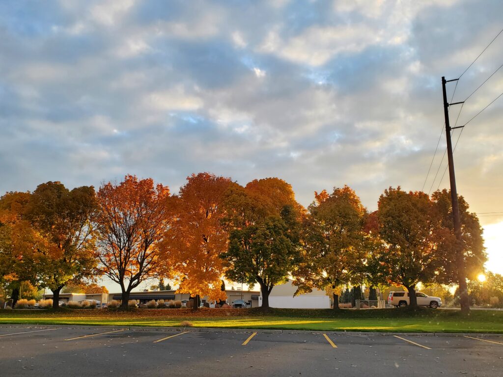 Maple trees changing colors in fall.